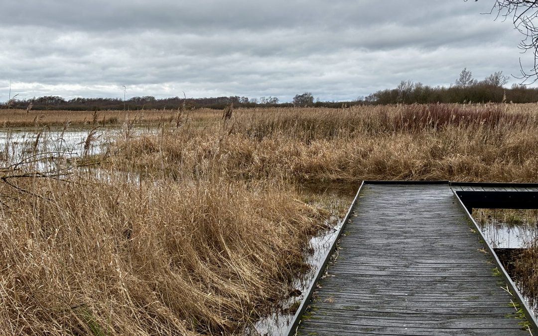 Why floodplains matter and what The Fens can teach us
