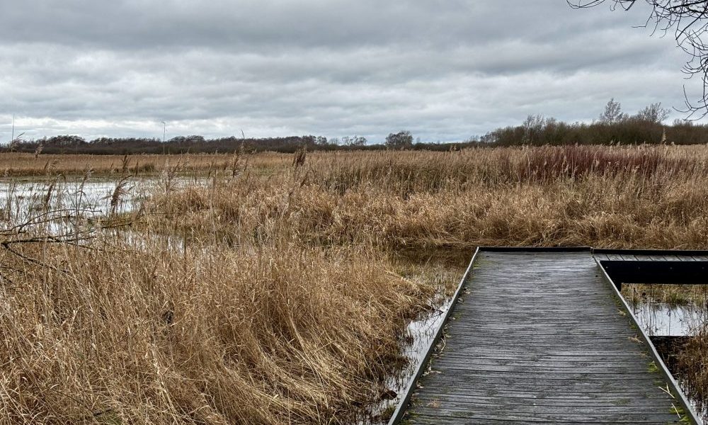 View of Wicken Fen nature reserve an area of wetland accessed by boardwalks